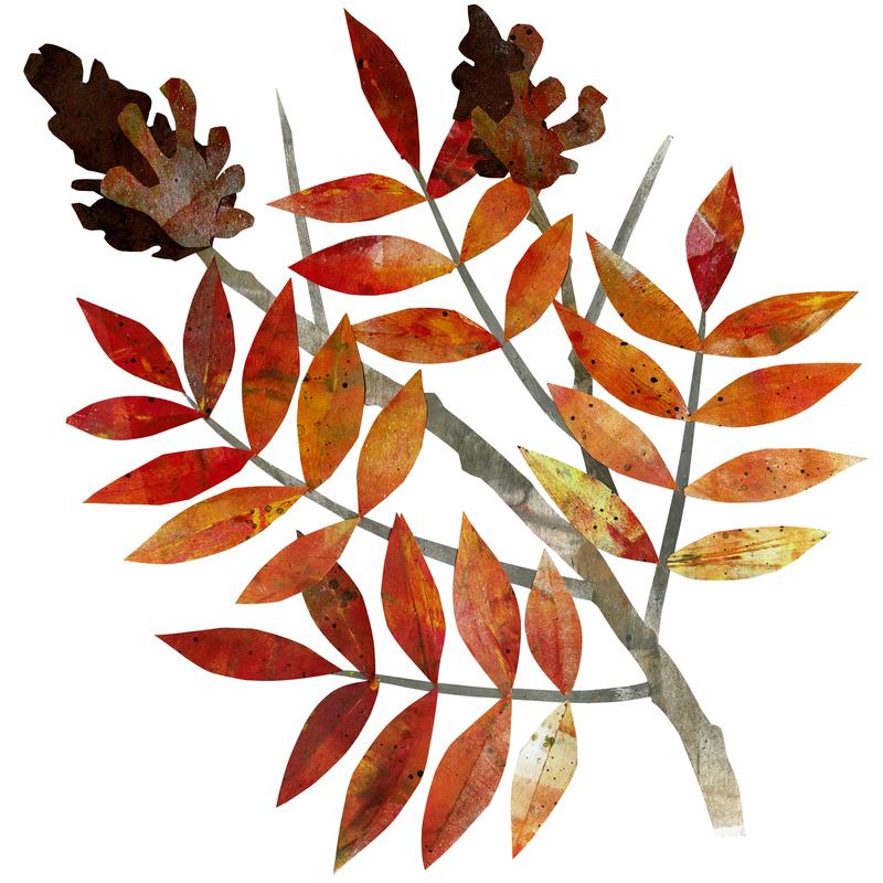 Sumac on White